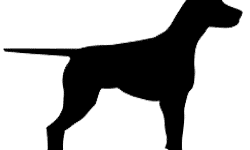 Matar Cachorros e Porcos